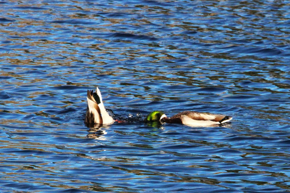 Photograph of two mallards on a lake period. The one on the left is feeding off the bottom with its tail sticking up above the water. The one on the right is ducking its head into the water, and appears to be ducking his head down towards the head of the duck on the left.