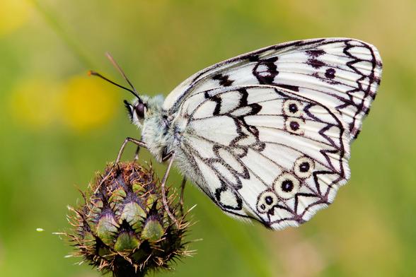 Fotografía de la mariposa Melanargia russiae