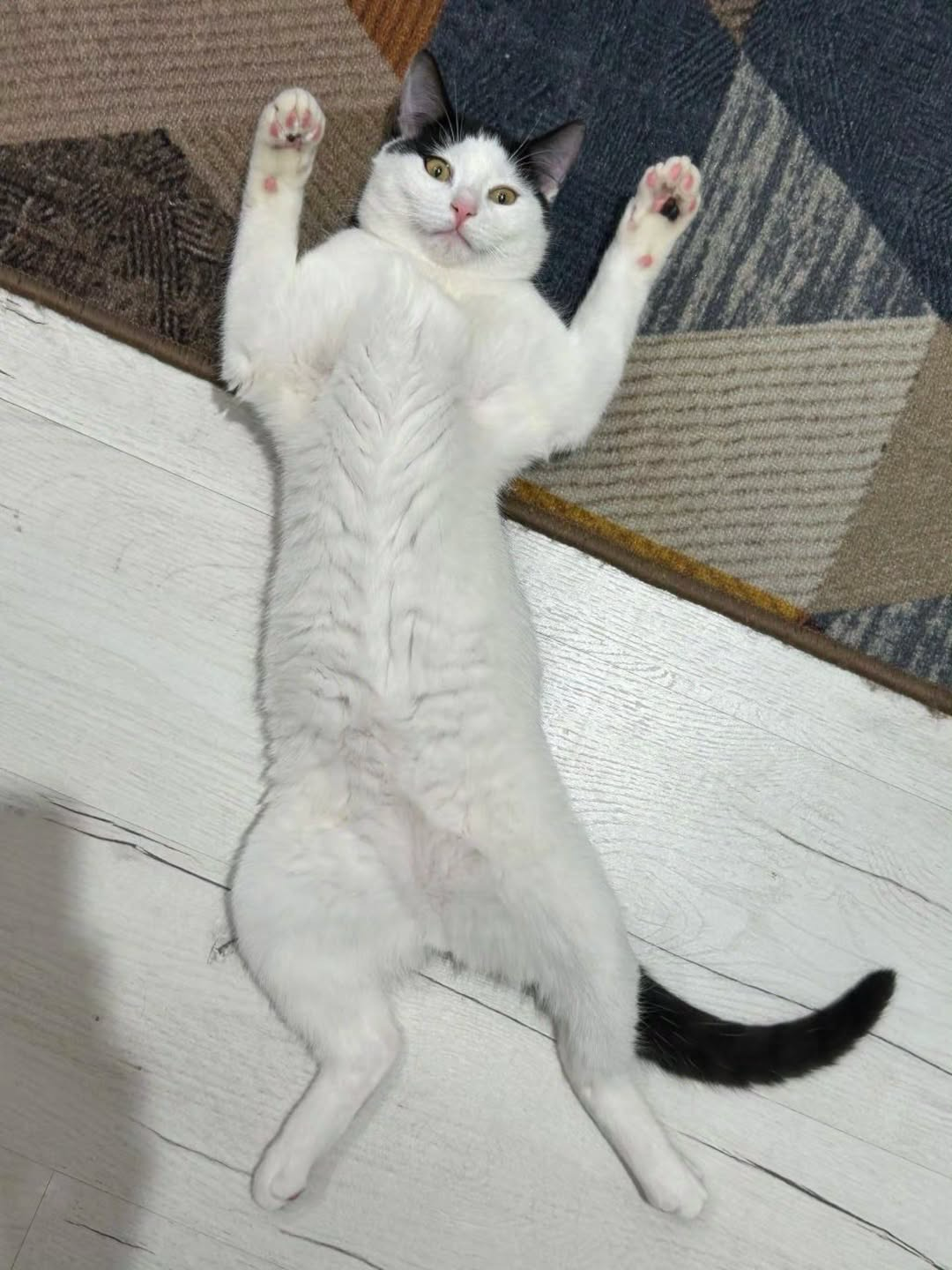 A black and white cat is lying on its back with its paws up, looking playfully at the camera.