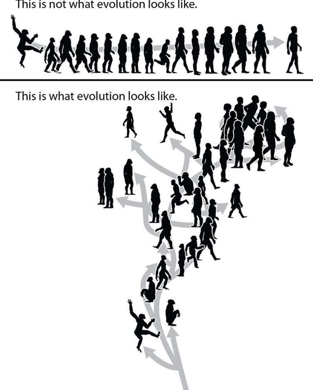 Evolution is not a linear process. Image: T. Michael Keesey