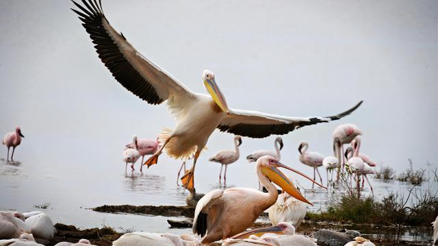 Ein Rosapelikan breitet seine Flügel aus, während andere Pelikane und Flamingos im Wasser stehen.