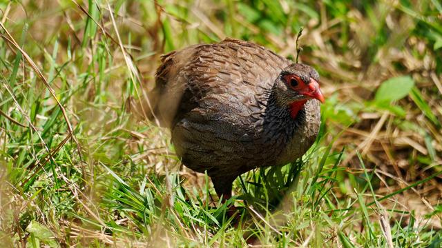 Ein Rotkehlfrankolin mit braunem Gefieder und roter Kehle steht zwischen hohem Gras.