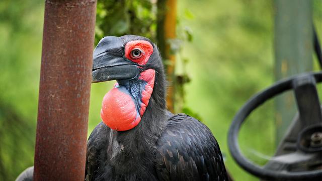 Ein Rotwangenhornrabe mit schwarzem Gefieder und rotem Kehlsack sitzt in grünem Hintergrund.