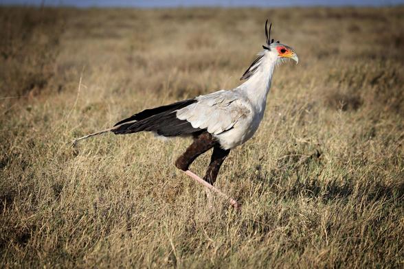 Ein Sekretär mit grauem Gefieder, schwarzen Federn und rotem Gesicht läuft durch die trockene Savanne.