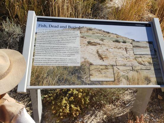 Ranger Sarah learns that fossil formation here was due to a unique combination of quiet water, fine-grained lake sediments, and a microbial mat which created exceptional preservation conditions.
— at Fossil Butte National Monument.