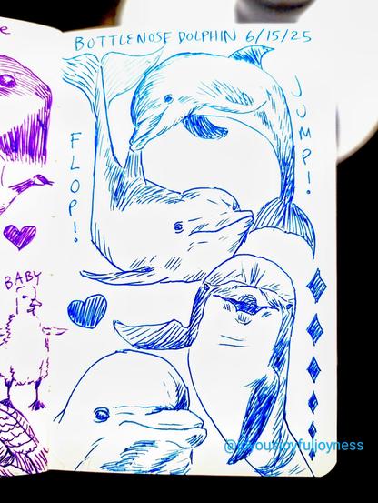 A sketchbook page of 4 drawings of bottlenose dolphins in blue pen. At the top is the text Bottlenose Dolphin and 6/15/25. At the top are two dolphins swimming in a circle with the text Flop! on the left and Jump! on the right. At the bottom is a closeup of a dolphin's face and a heart above it. To the right is a dolphin straight on with its right flipper outreached. There are a series of vertical diamonds on the right.