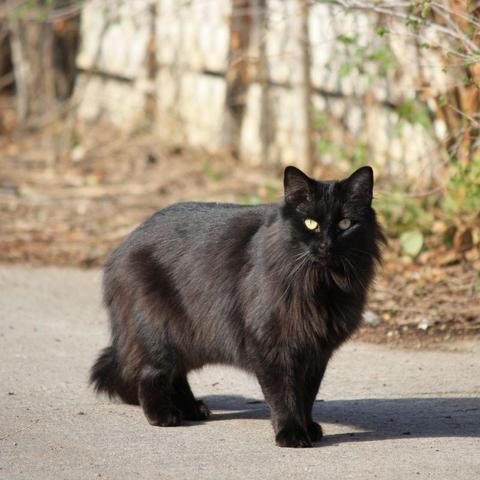 Black Longhaired Cat