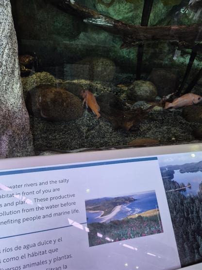 #yelloweyerockfish (Sebastes ruberrimus) is a species of marine ray-finned fish belonging to the subfamily Sebastinae, the rockfishes, part of the family Scorpaenidae and one of the biggest