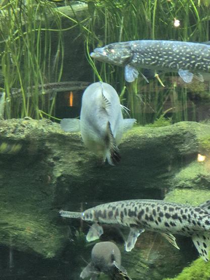 image shows a #NorthernPike (Esox lucius), a carnivorous freshwater fish.