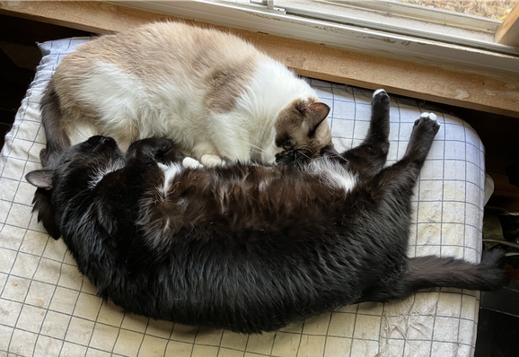 Library Cats Blót (a siamese-ish) and Muninn (a tuxedo chonk) curled up together, facing each other, head to toes
