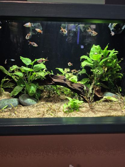 image features a #harlequinrasbora (Trigonostigma heteromorpha), a popular and peaceful freshwater aquarium fish.