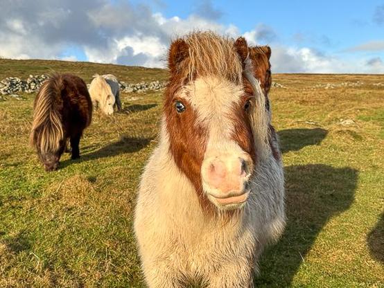 Tiddles, the shetland pony