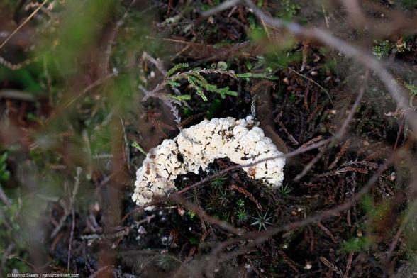 Schimmel op rups van de veelvraat (nachtvlinder)