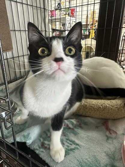 An adorable tuxedo cat stares at the camera 