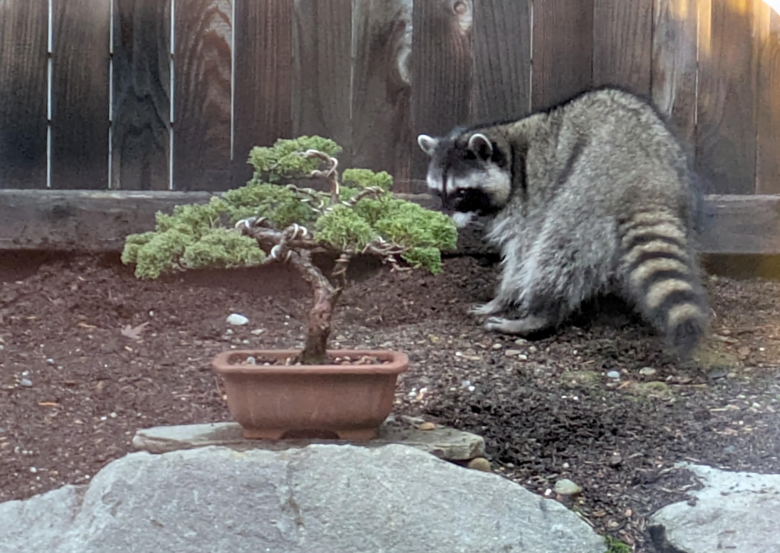 A raccoon shuffling in the dirt behind a bonsai tree, against a wooden fence.