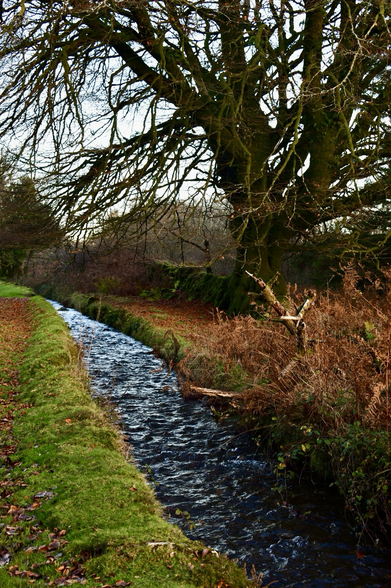 A tree and water channel in autumn colours 