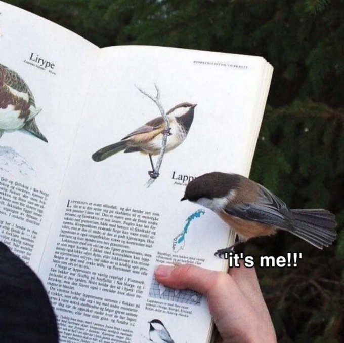 A photo of a person holding an open field guide or nature book outdoors. The book shows an illustration of a bird perched on a branch, labeled "Lirype" at the top and "Lappland" near the illustration. A small, real-life Boreal Chickadee (or similar small bird with a dark cap and bib) is perched on the page, looking directly at the illustration of its kind. A speech bubble is added with white text that reads: "'it's me!!'".