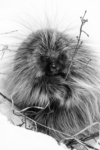 A porcupine holding a branch in the snow.