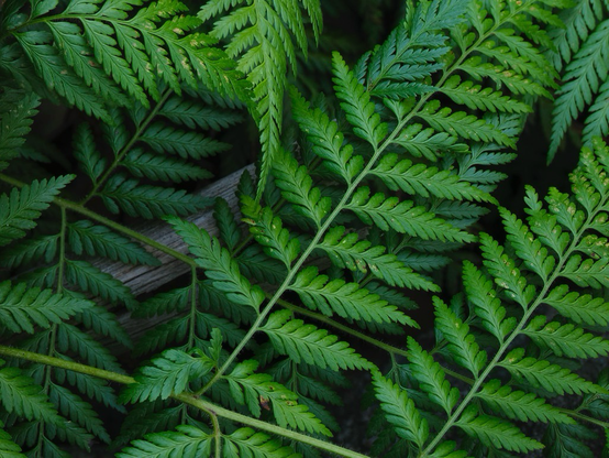 Fern leaves stacked over a dead branch. 