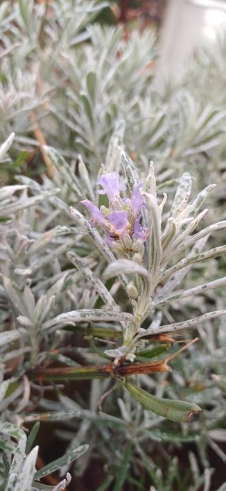 Fleur de lavande 
Bretagne