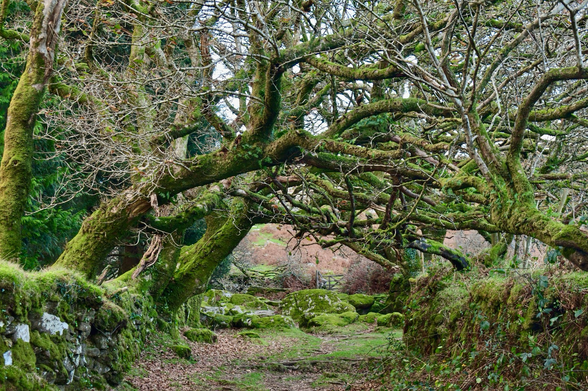 Oaks bend over a footpath 