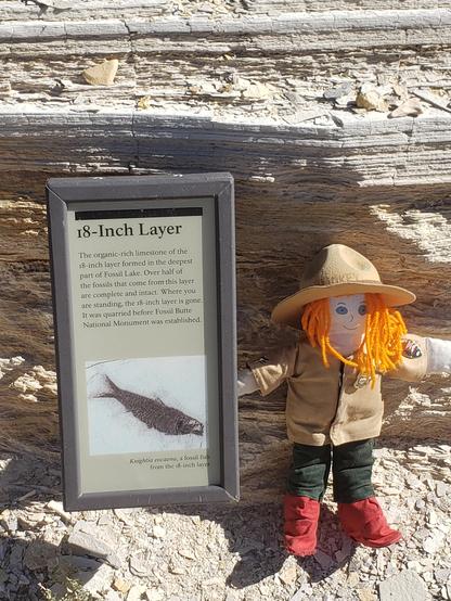 Ranger Sarah learns about the 18 inch layer. Formed in the deepest part of Fossil Lake, over half of the fossils found in this layer are complete and intact.
— at Fossil Butte National Monument.
