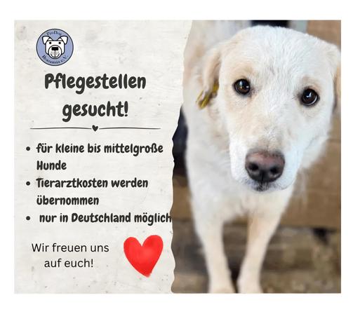 Das Bild zeigt eine Suchanzeige des Vereins "ProDog Romania e.V." (Logo oben links) für Pflegestellen.
Rechts ist ein heller Hund mit dunklen Augen in Nahaufnahme zu sehen. Links steht der Aufruf: "Pflegestellen gesucht!" Gesucht werden Pflegestellen für kleine bis mittelgroße Hunde (Tierarztkosten werden übernommen, nur in Deutschland möglich).
Der Text endet mit "Wir freuen uns auf euch!" über einem großen roten Herz.