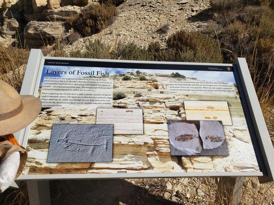 Ranger Sarah learns more about the 18 inch fossil layer and the other fossil layers (1 below and 3 above) and how the fossils in these layers differ and result in different quality fossil finds.
— at Fossil Butte National Monument.
