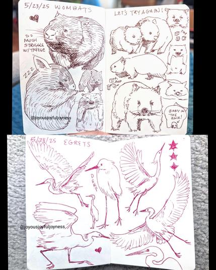 Two sets of 2 page spreads in a sketchbook with brown and pink pen drawings of wombats at the top and egrets at the bottom.