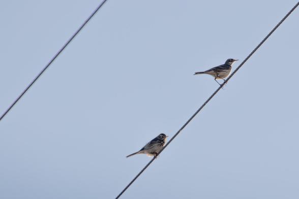 You go to Merced at this time of year, as all the birdie people do, to see the sandhill cranes.

But there are lots of other cool species there too.

Not sure I've seen pipits before or since then, but here are two, one looking more plump than the other, sitting on a wire with another wire stretching above it.  The sky that surrounds them is a solid, pale blue.