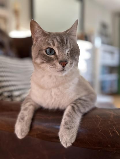 Mayor Doots, a one-eyed Lynx Point Siamese cat, sitting sideways in a brown leather Chesterfield wingback chair. He is overseeing the destruction.