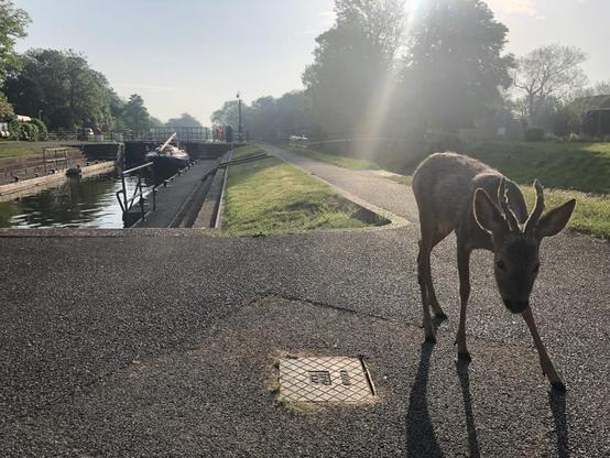When operating the lock I turned around and there was a small deer behind me.  Pictured with the lock i the background.