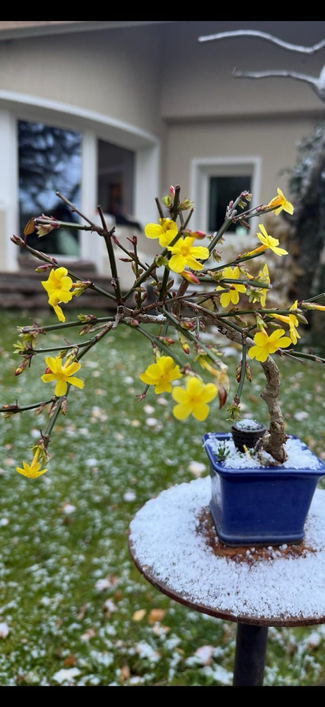 Gelbe Blüten in beschneitem Topf