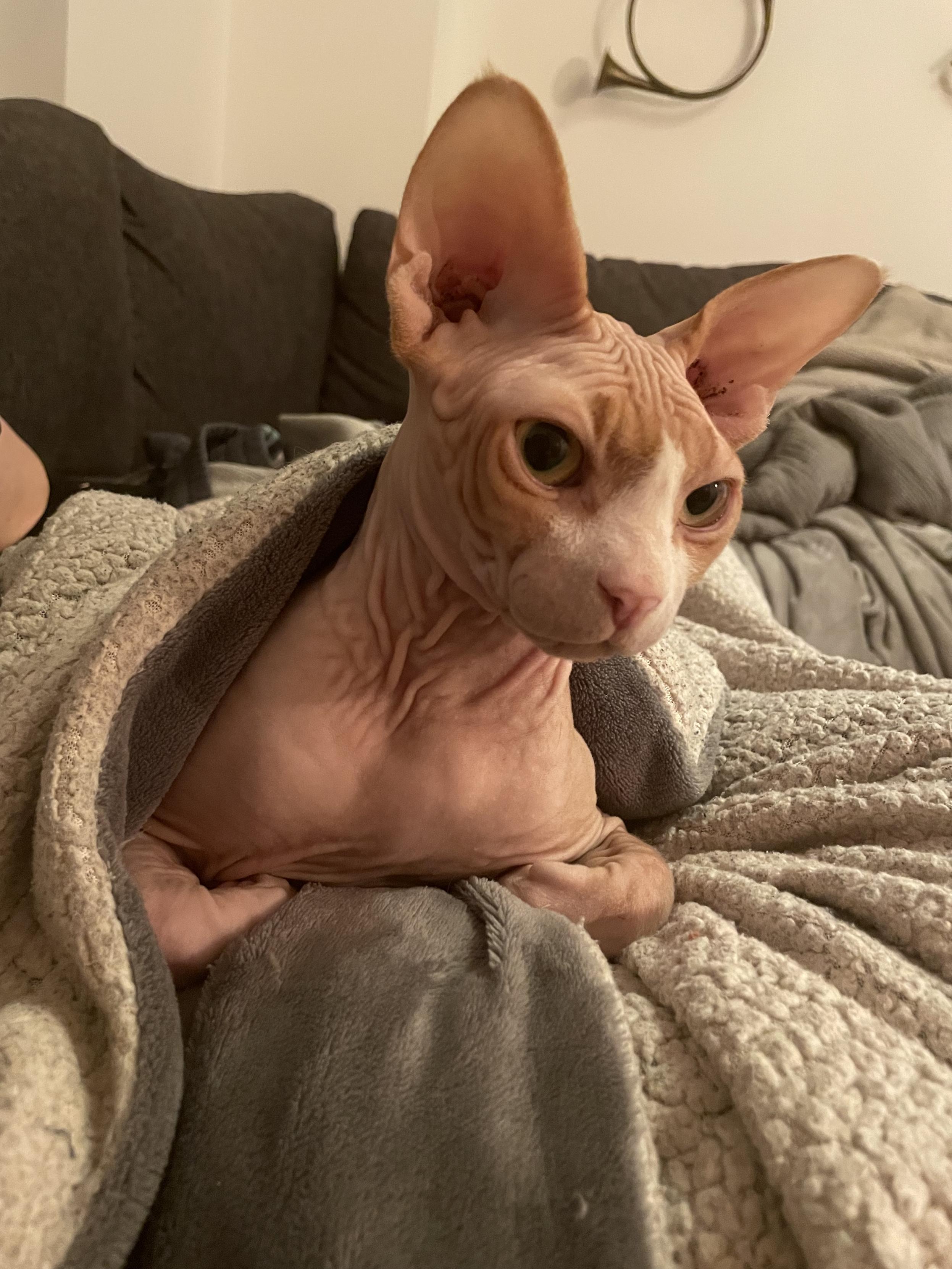 A small orange hairless cat, tucked into some grey blankets with his front legs tucked in under him. Hes too orange, almost pink, and his arms hidden under him make him look surreal in a way that’s difficult to describe.