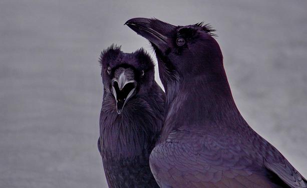 Ravens showing their feathered horns