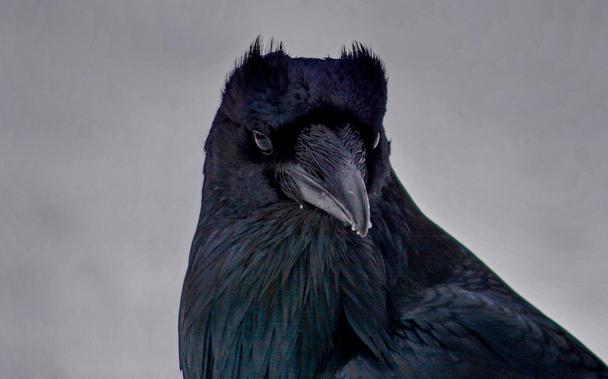 Raven showing their feathered horns
