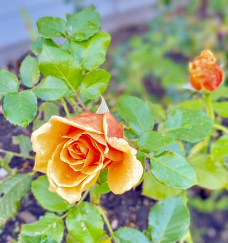 Dark orange reddish rose