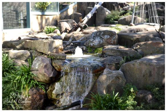 Detailed view of a rocky, multi tiered water feature with a small cascade and a fountain jet spraying up from the pool below. The rocks are surrounded by lush green foliage and a piece of deadwood.