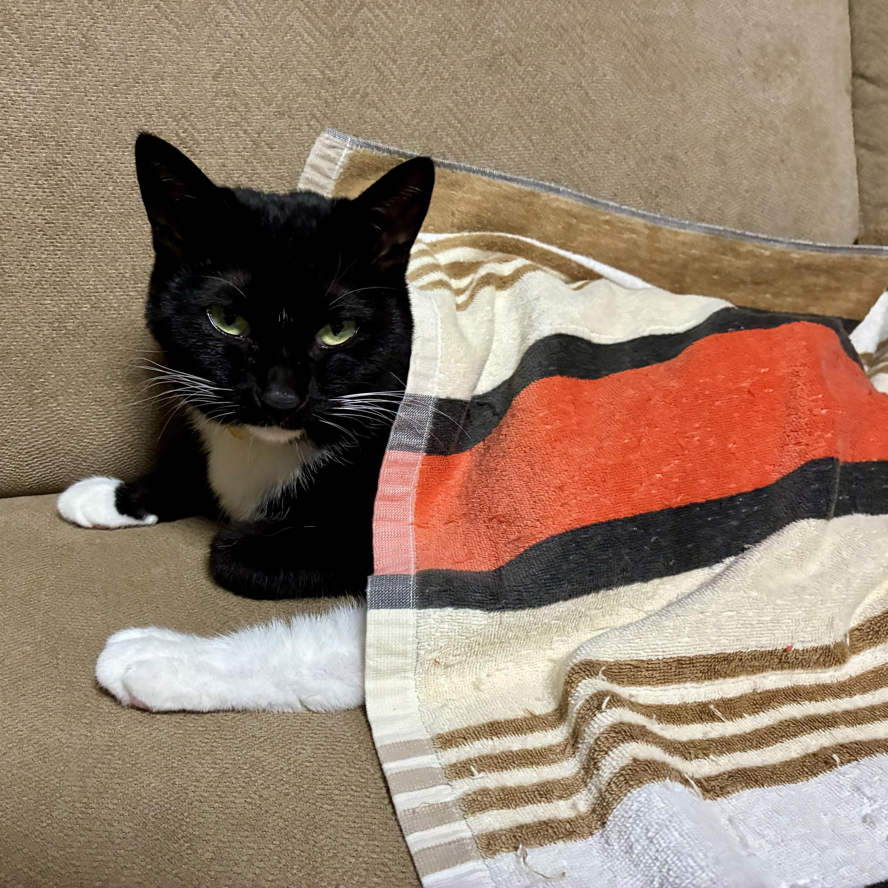 A black and white cat is sitting on a beige couch, partially covered by a colorful towel.
