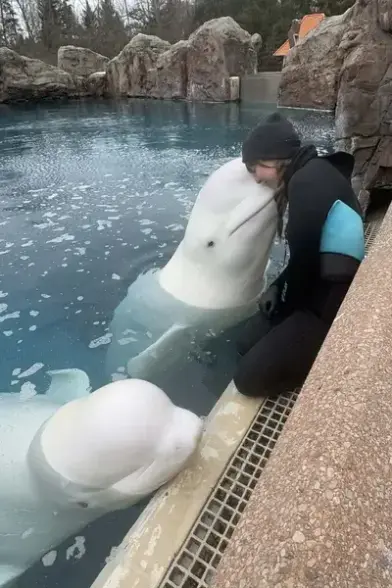 Officiellement, le parc a fermé pour de graves difficultés et le sort des mammifères marins est plus incertain que jamais.