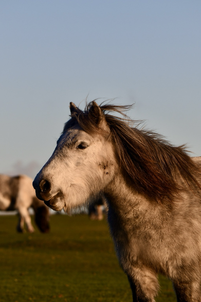A pony fondly recalls his anti fascist stance 