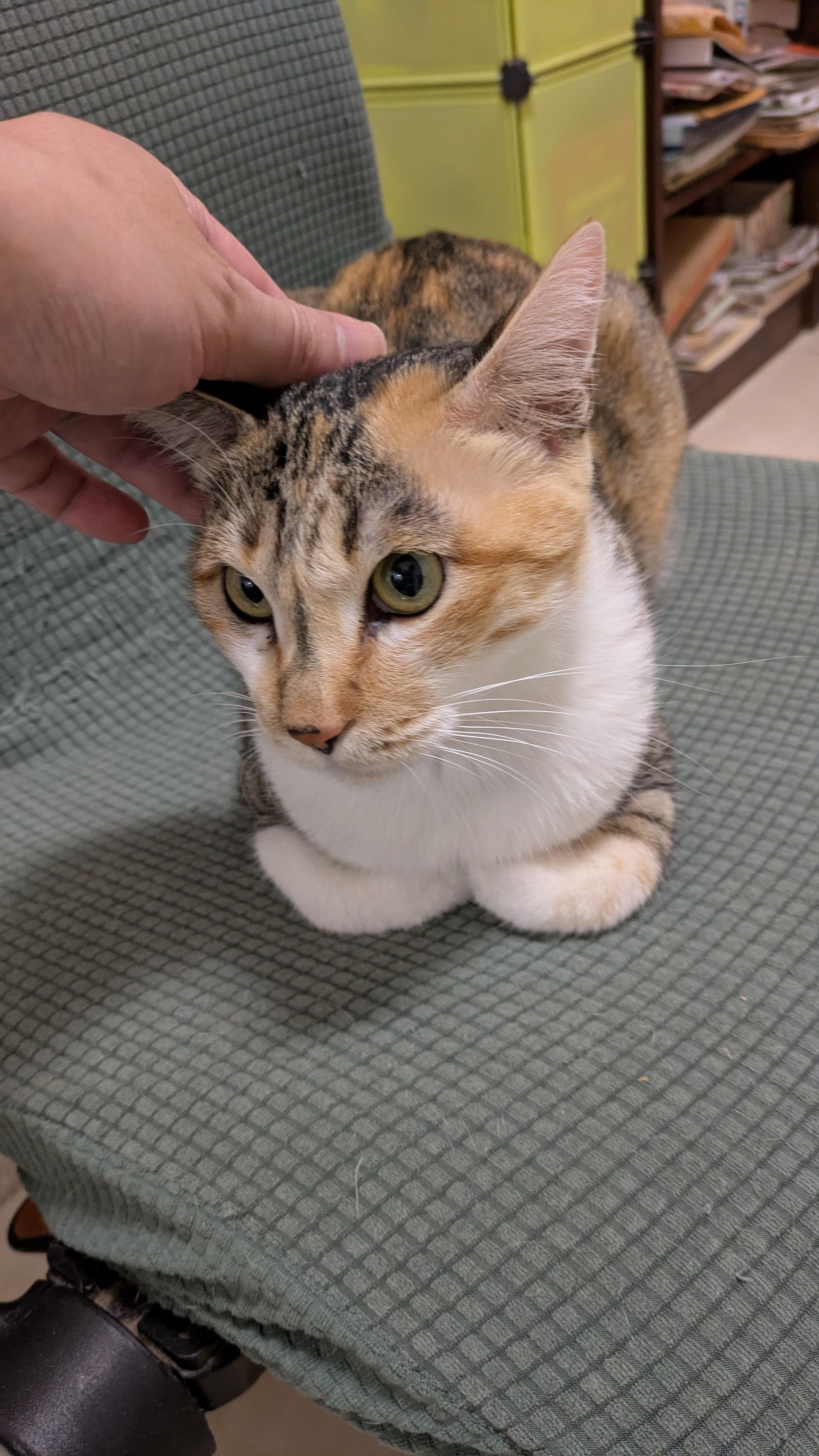 一隻名為米芳的三花貓