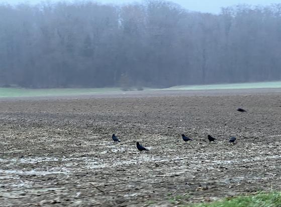 Ein nasser, kahler Acker mit ein paar Krähen darauf. Im Hintergrund, schemenhaft durch den Nebel zu sehen, ein Waldrand
