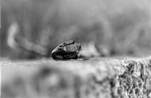 Macrophoto d'un fruit séché sur une marche en pierre couverte de mousse