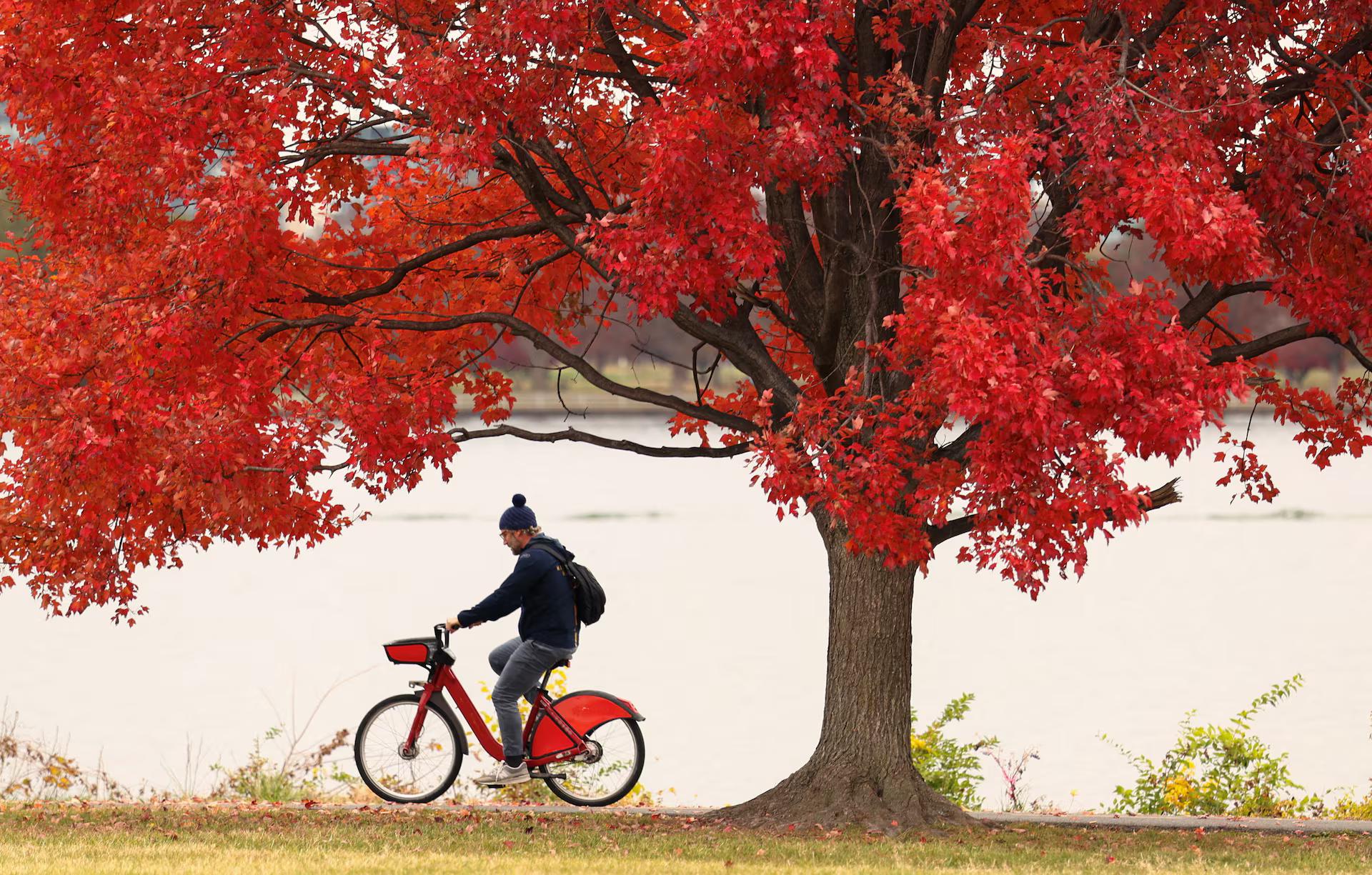 A cyclist rides under a tree still holding onto its autumn color along the banks of the Potomac River.