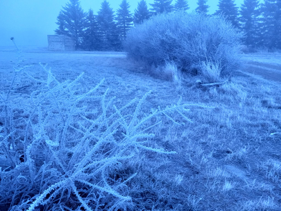 Looking across a yard that is 100% covered with frost.  Every branch, twig, and blade of grass.  There's a bare rose bush up close that looks like a sea creature, and weird white bare shrubs and trees in the background.  The sky is white with fog.