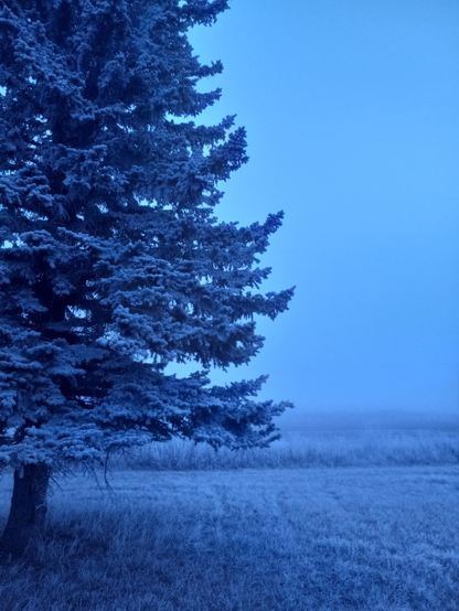 Looking across frosty grass with a large spruce tree totally covered in frost.  It looks like the fake-frosted Christmas trees you can buy.