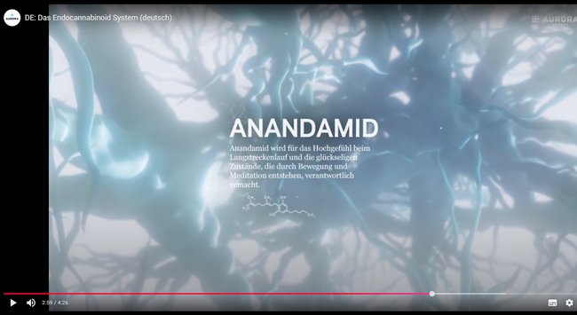 Endocannabinoide sind natürliche Stoffe, die unser Körper selbst herstellt. Das sind kleine fettähnliche Moleküle, die in unserem Gehirn und anderen Teilen des Körpers produziert werden. Man kann sie sich wie kleine Botschafter vorstellen, die mit unseren Zellen kommunizieren. Es gibt noch andere Arten von Cannabinoiden, die aus Pflanzen stammen oder im Labor hergestellt werden, aber Endocannabinoide sind die, die dein Körper kreiert, um alles im Gleichgewicht zu halten, wie ein gut eingestimmtes Orchester.