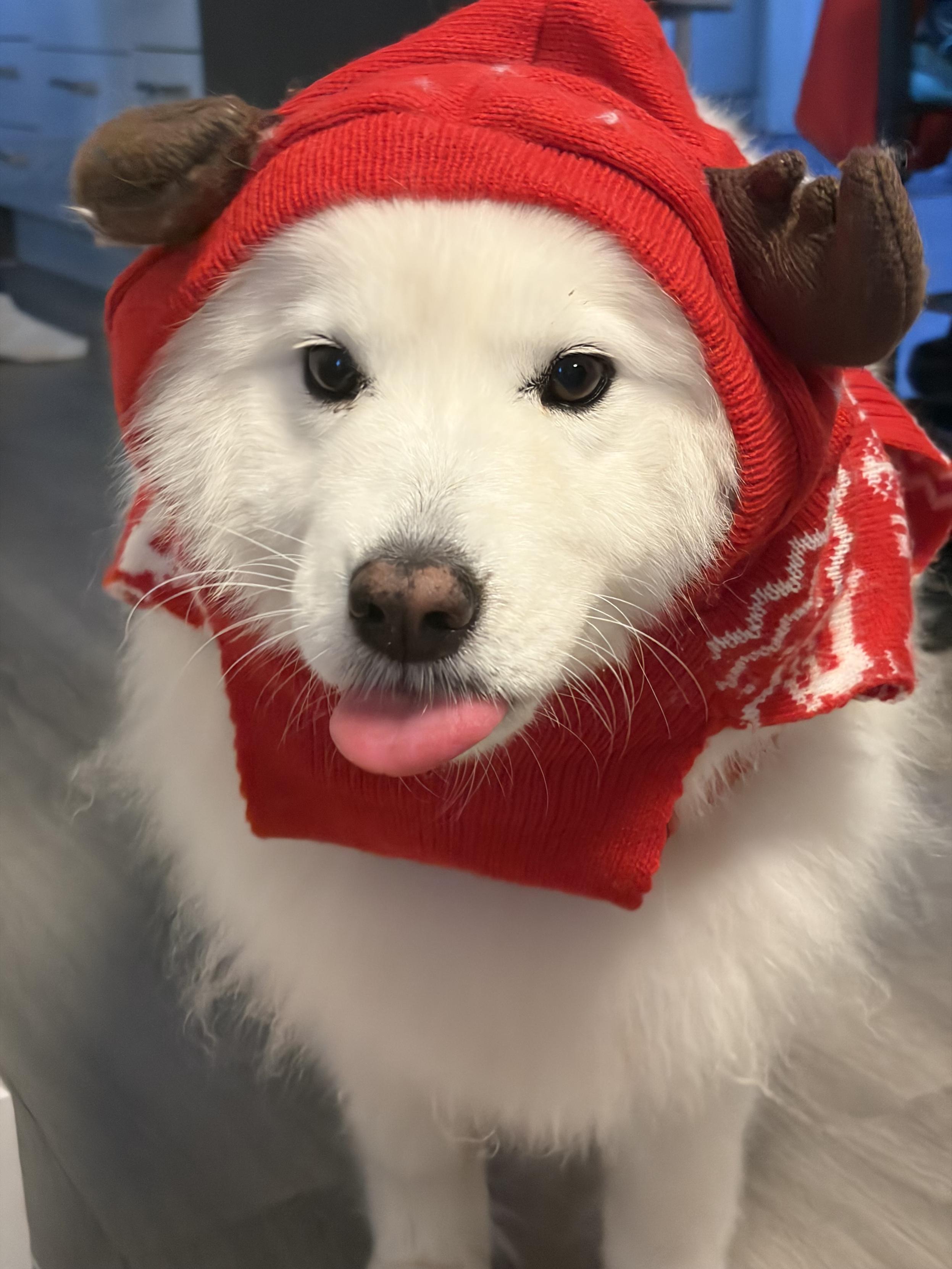 A fluffy white dog with a red knitted sweater and reindeer horns.