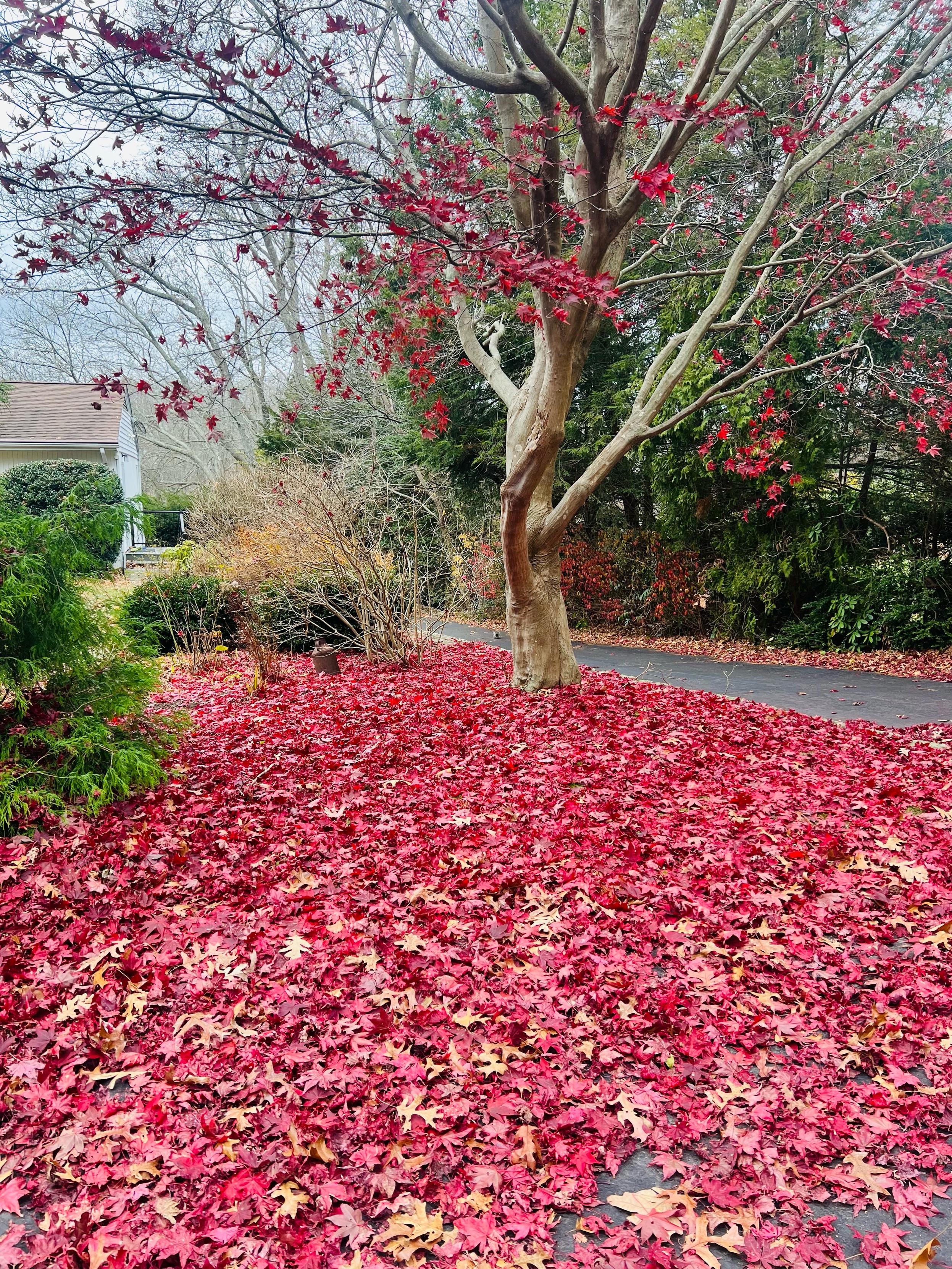 a tree of red leaves has shed all of them in the ground